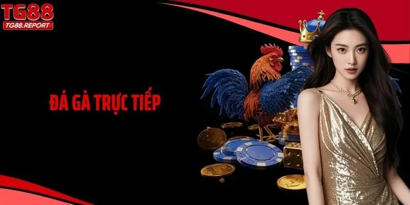 Đá Gà Trực Tiếp: Theo Dõi Chọi Gà Nảy Lửa Chuẩn Thời Gian Thực
